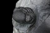 Spine-On-Spine Koneprusia Trilobite - Very Special Prep! #77599-7